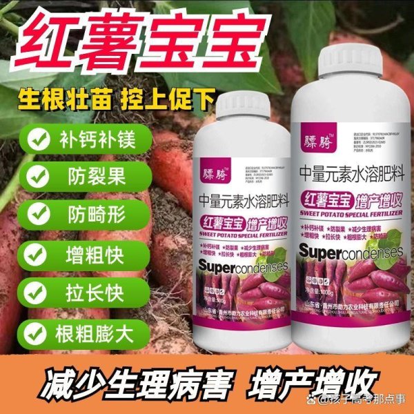 招财猫配资 红薯种植难题破解：从“裂果小薯”到“硕大丰收”成农友首选？
